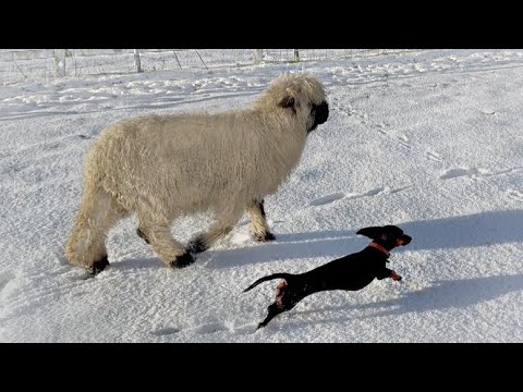 A dachshund dog and a white sheep with a black face run together in the snow.