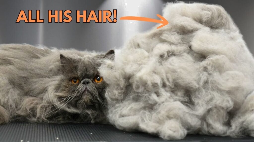 Photograph of a Persian cat next to a pile of gray fur combed from its body. The words "All his hair" appear with an arrow pointing to the pile of fur.