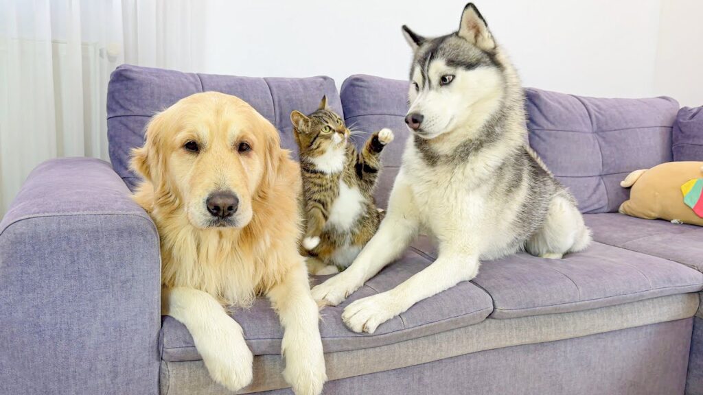 A cat sits on a sofa in between a golden retriever dog on the left and a husky dog on the right. The kitten is raising its paw at the husky, who looks wary of the kitten.