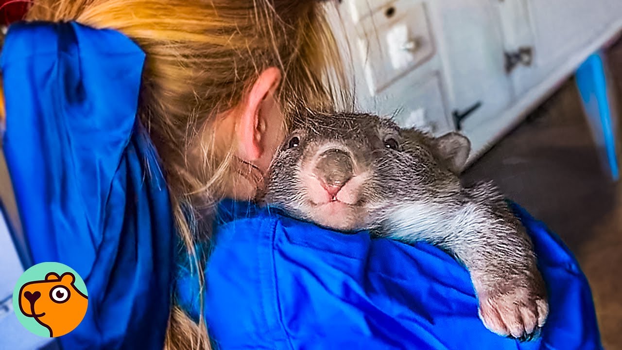 A wombat looks at us over the shoulder of a young girl