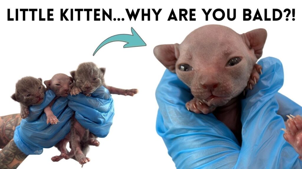 Photograph of a grouping of three kittens being held by a pair of the loved hands. To the right is a close-up of one of the kittens, who is bald unlike the others.