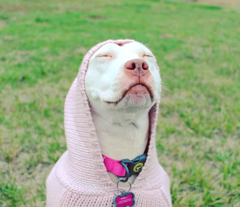 A pitbull dog wears a crocheted pink hood, closes her eyes and tilts her head up