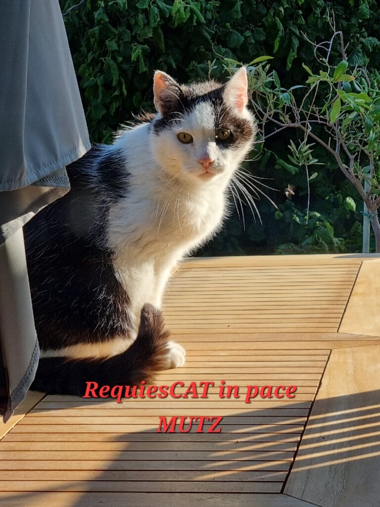 A black and white cat sits on a wooden outdoor deck. The words "RequiesCAT in pace Mutz" appear under the cat.