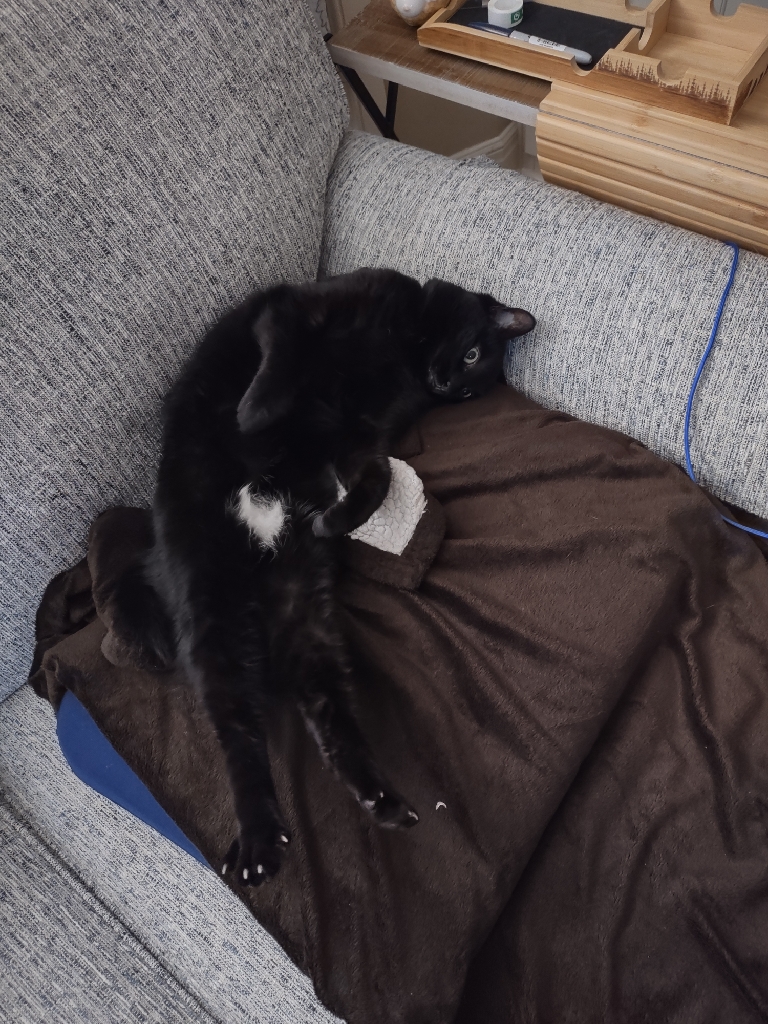 A black cat with a small white heart-shaped patch on its belly.