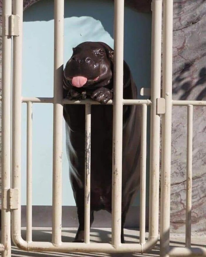 A pygmy hippo stands on its hind legs behind a fence and sticks out its tongue.