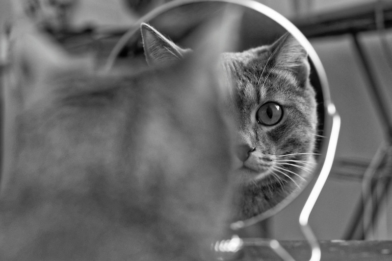 A cat looks at its reflection in a round mirror