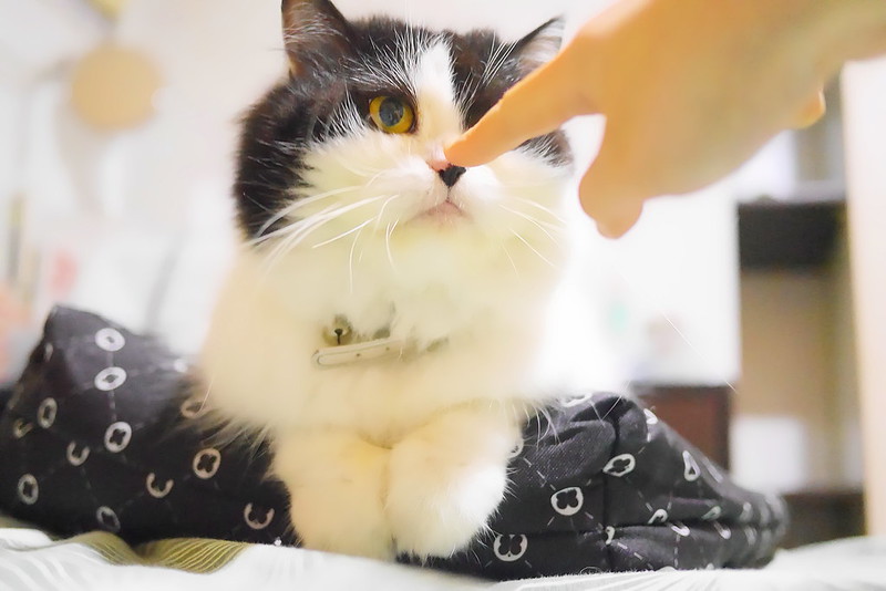 A human hand touches the nose of a cat