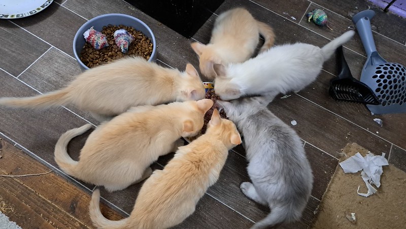 Six cats gather around a food bowl eating. To the left is another food bowl with kibble that no cat is eating