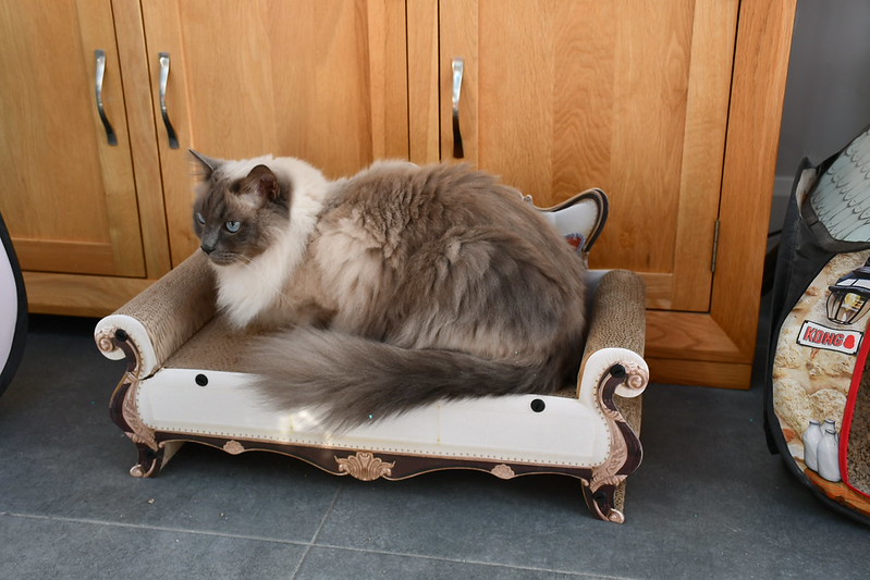 A cat sits regally on a scratching bed designed to look like a fancy sofa