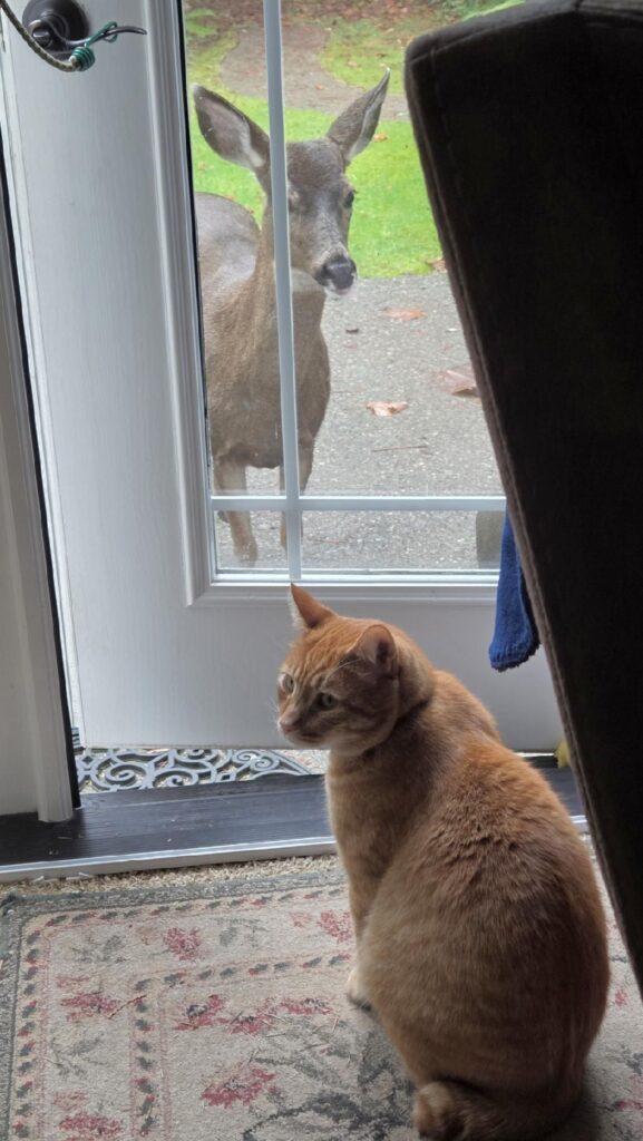 An orange cat sits indoors, looking away from a slightly open door. Seen through the glass of the door is a deer looking at the cat.