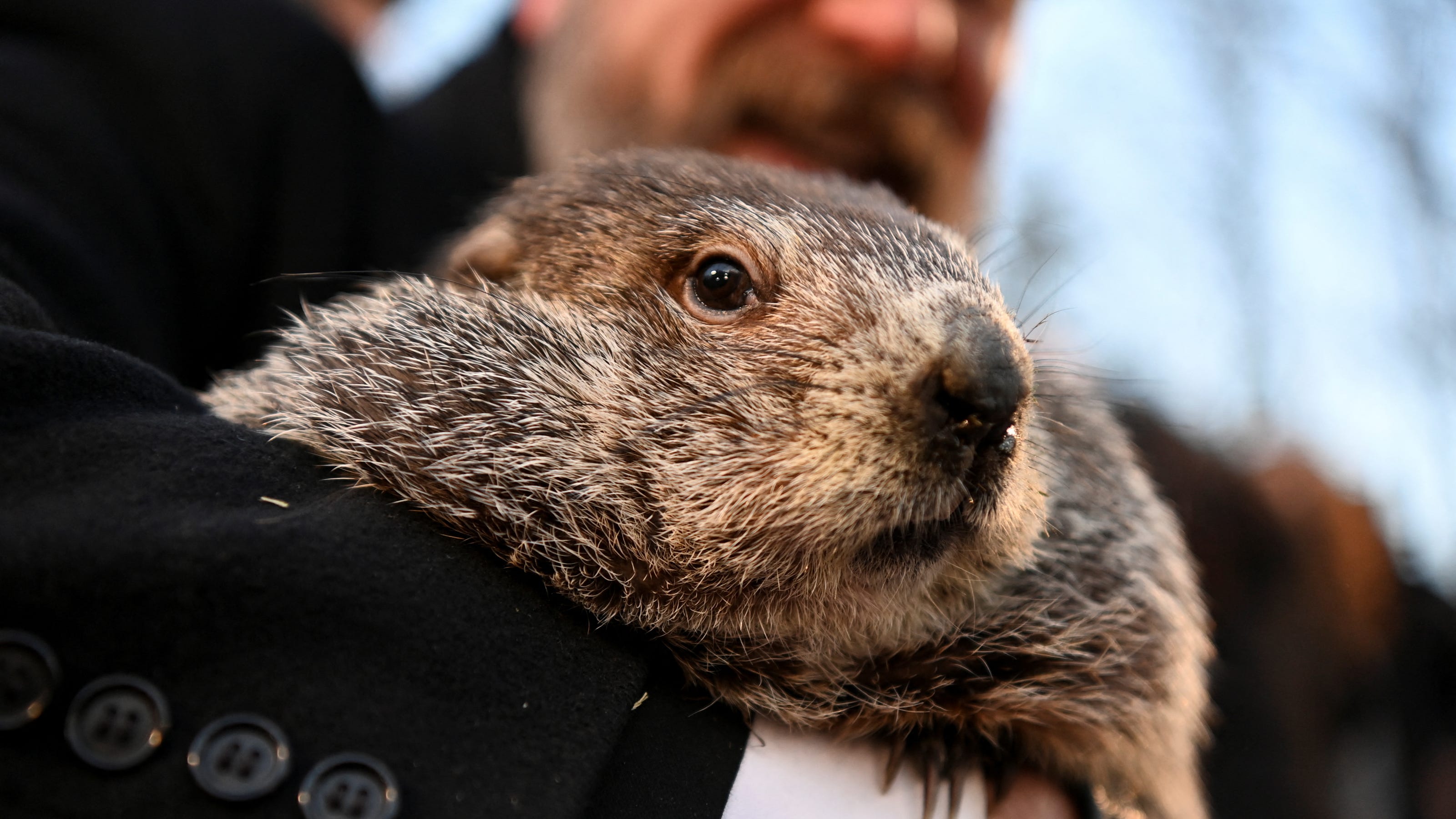 A groundhog