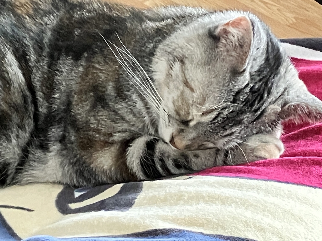 A cat with gray and black stripes sleeps on an office chair.