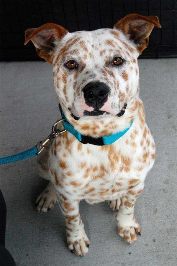 Hey, I'm a dog. I've got free time. A dog with white fur covered with orange dots looks at you