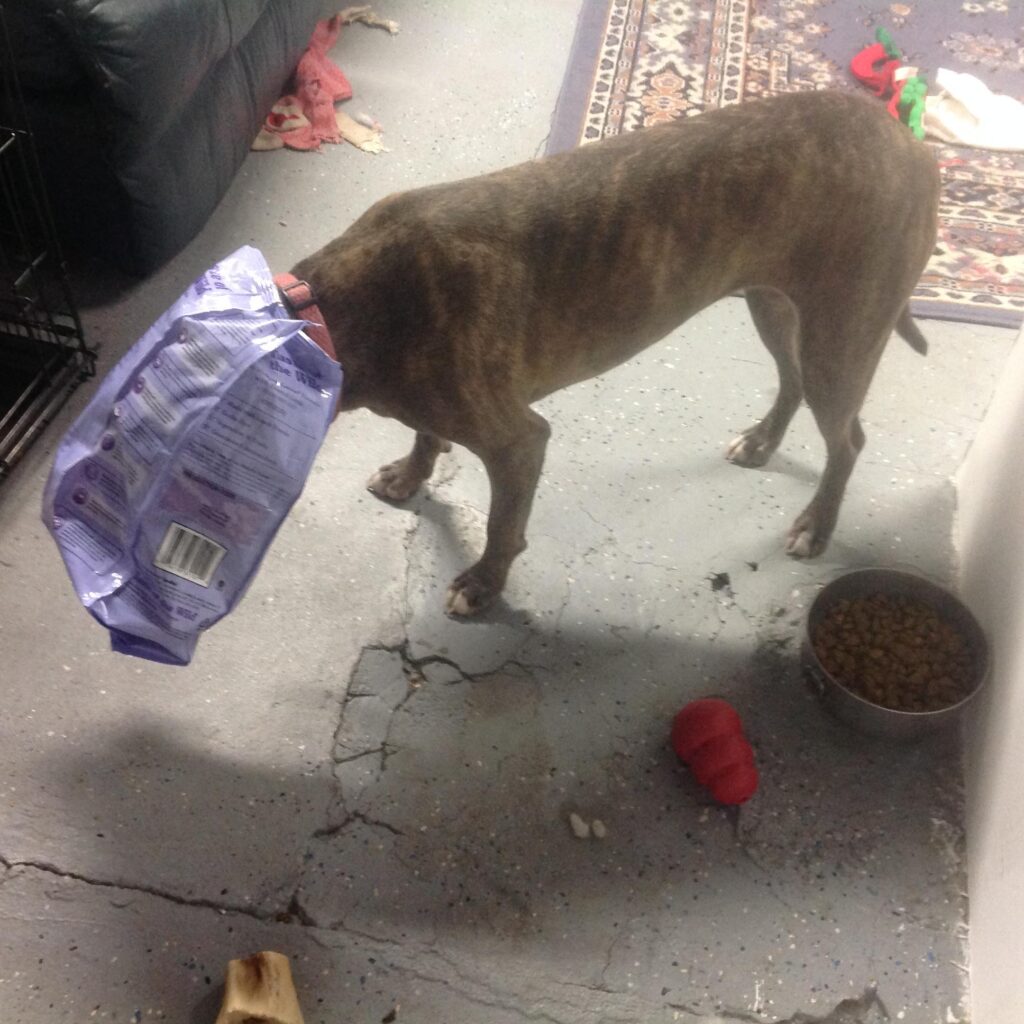 A dog stands on the floor with a bag of dog food over its head