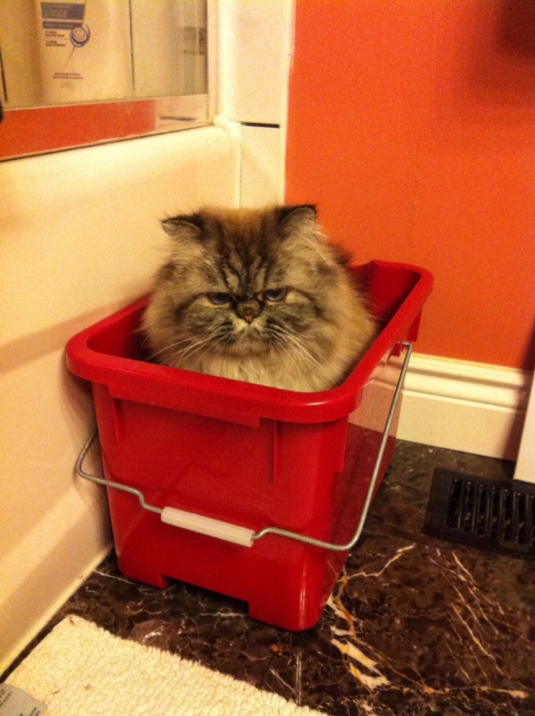 Can't even turn around in this thing. A cat sits in a square red bucket, looking down with a sad expression on its face
