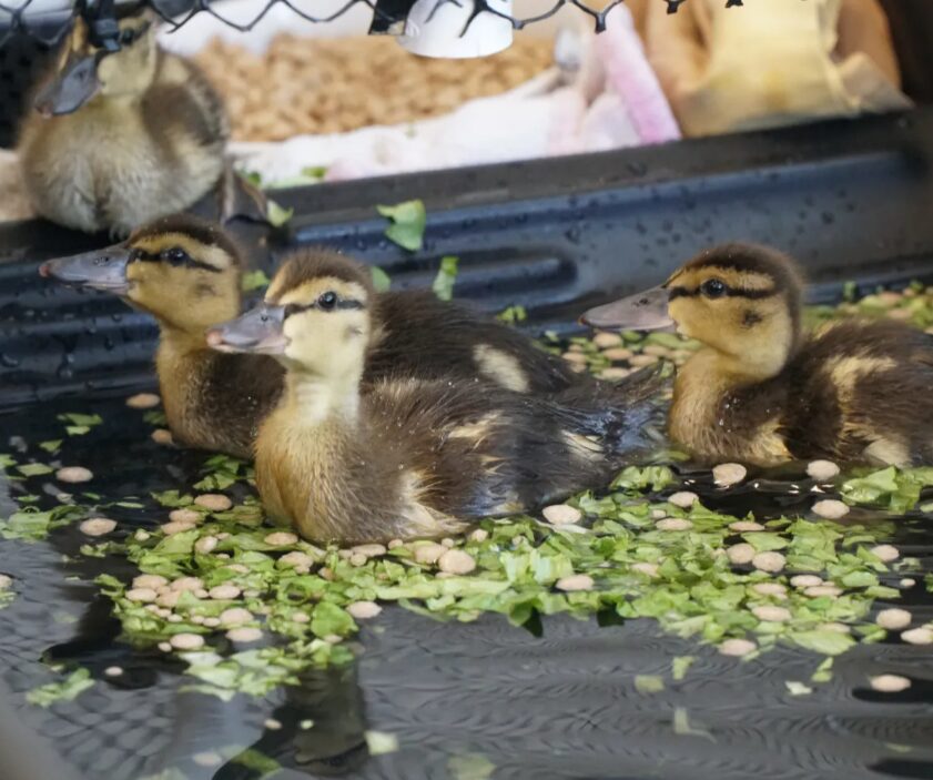 Three ducklings float in a pond