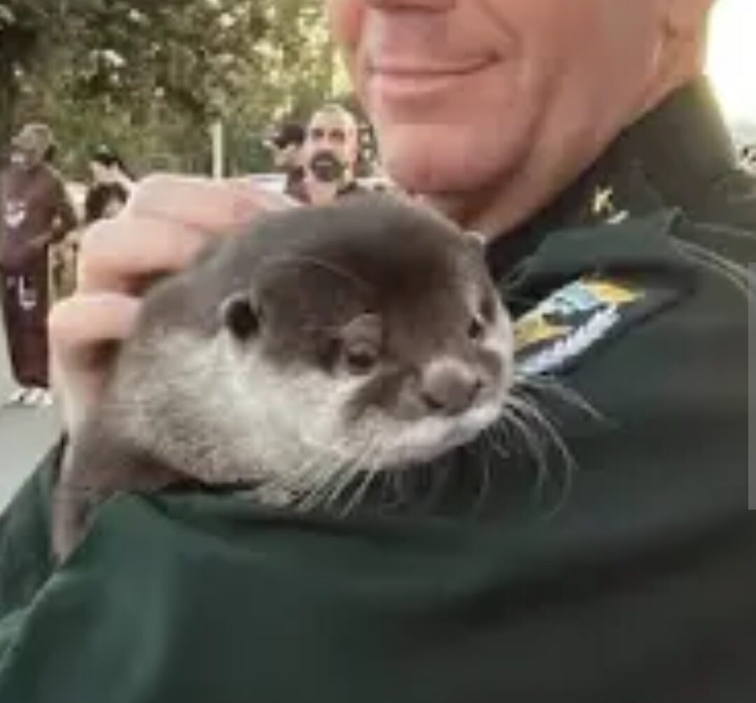 An otter being held in the arms of a police officer