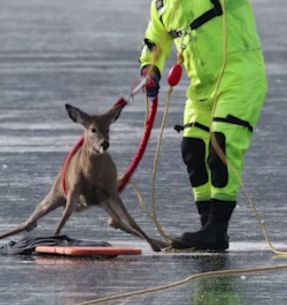 A man in a bright yellow work suit places a red rope around the belly of a deer trapped on a frozen lake.