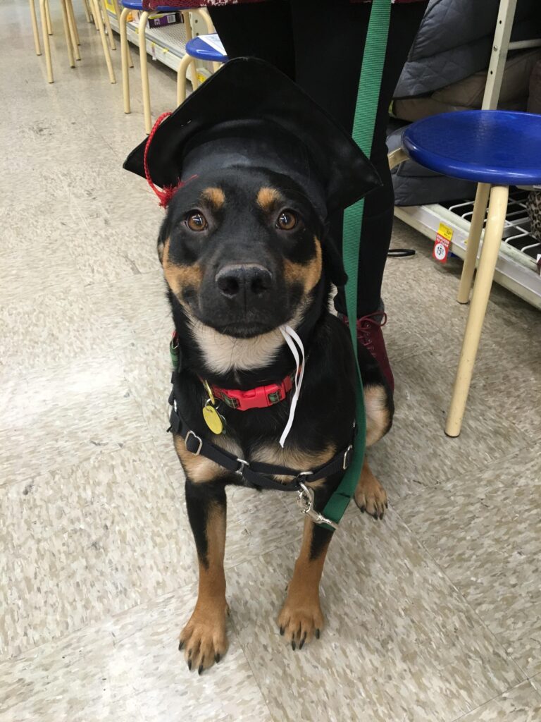 A rottweiler puppy wears a graduation cap