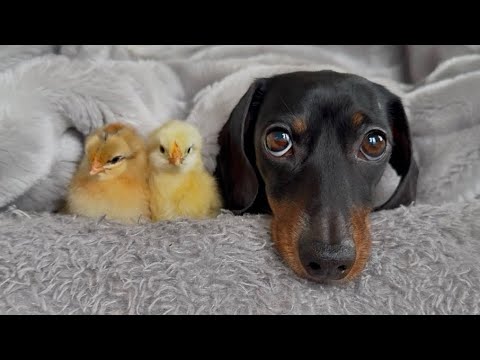 Two chicks stand next to the face of a dachshund under a blanket