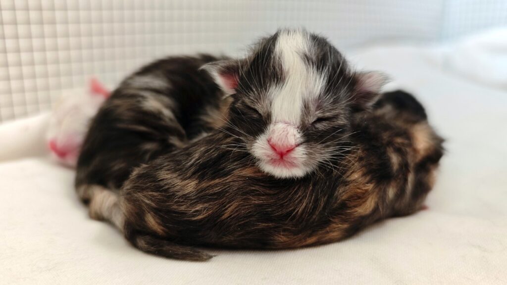 Three newborn kittens, their eyes still closed, huddle together.