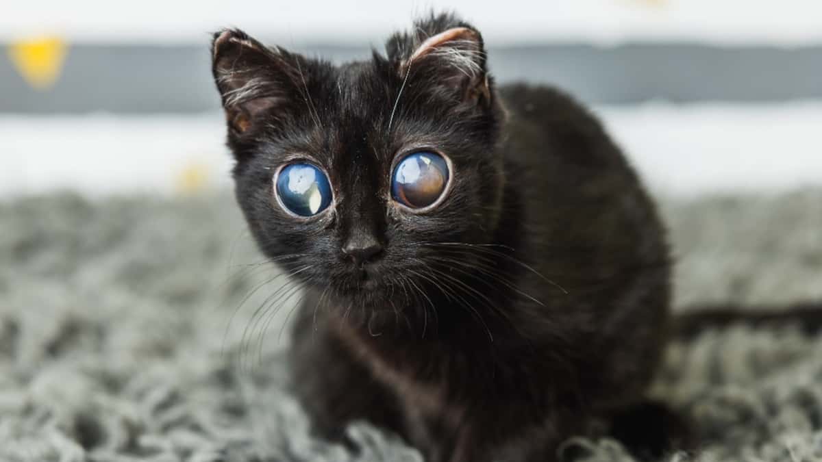 Black kitten with unusually large eyes