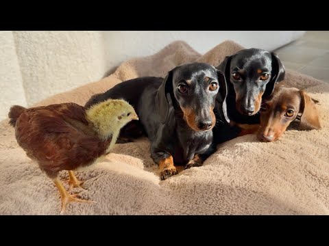 Three dachshunds rest on a blanket next to a young chicken.