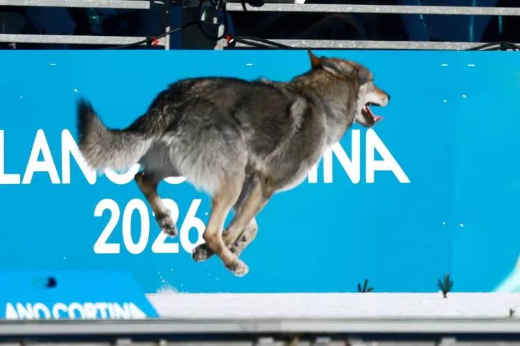 A husky dog runs past Olympic signage on a skiing course.