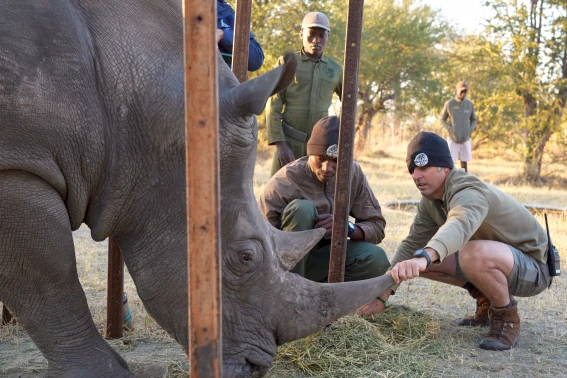 Two men care for a rhino who is behind steel bars. One of the men is holding down the rhino's horn.