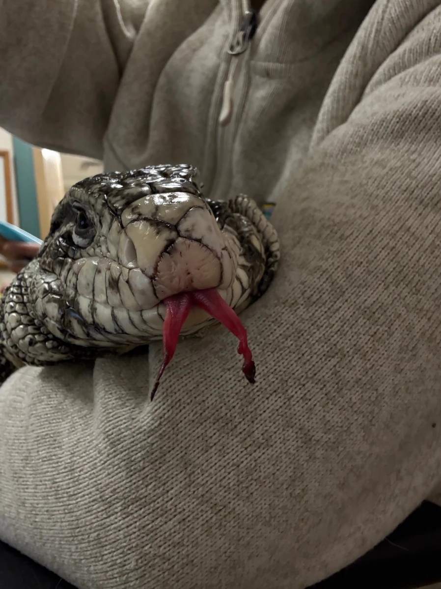 Close up of the face of a lizard, poking out its forked tongue.