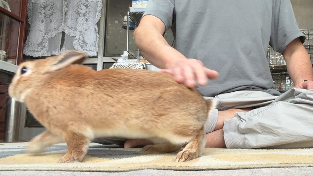 Slightly blurry image of a light tan colored rabbit running from right to left while a human seated cross leg behind attempts to pet the rabbit.