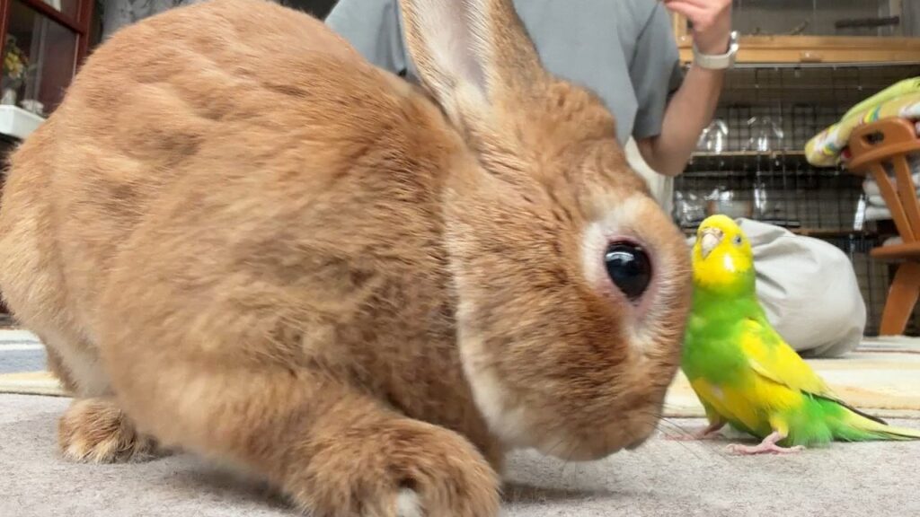 A cinnamon colored rabbit stands next to a green and yellow parakeet.
