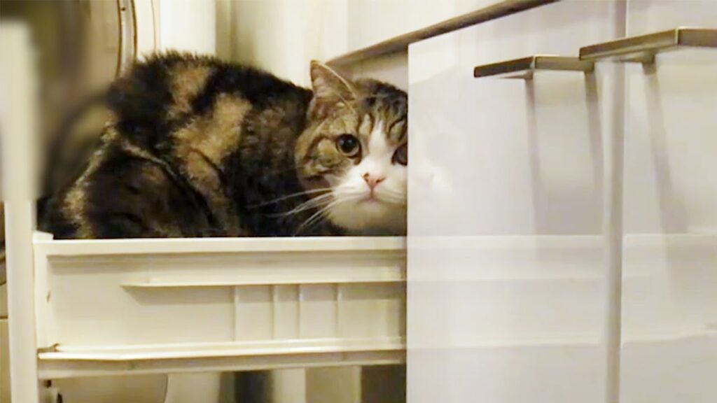 Maru the cat sits on a windowsill, near a white curtain.