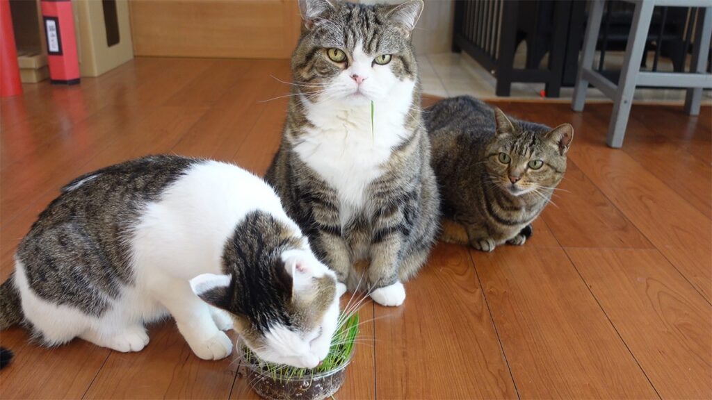 Three cats on a living room floor. The cat on the left is eating grass from a glass bowl. The cat in the middle has a blade of grass dangling from his mouth.