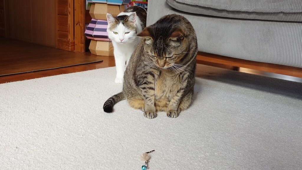 Two cats look at a small Bell toy lying on the floor