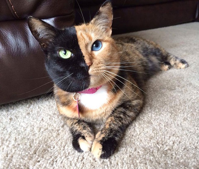 A cat lies down on a carpet looking at you. The cat's face is black on the left side and orange on the right side.