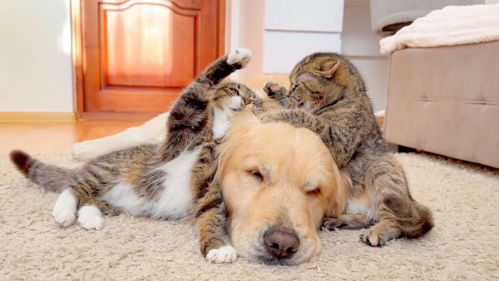 Two kittens play fight with each other on top of the head of a large sleeping golden retriever dog