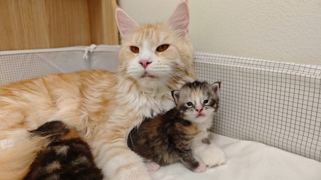 a maine coon cat with light orange fur sits with one of her kittens while another kitten snuggles into her belly