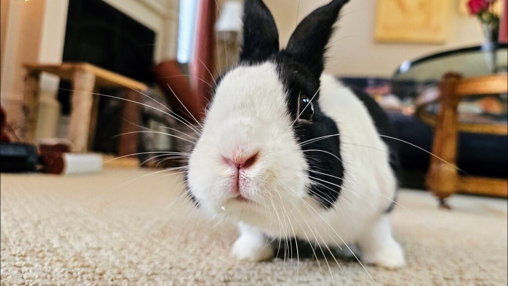 A black and white rabbit crouches on the floor and looks at you.