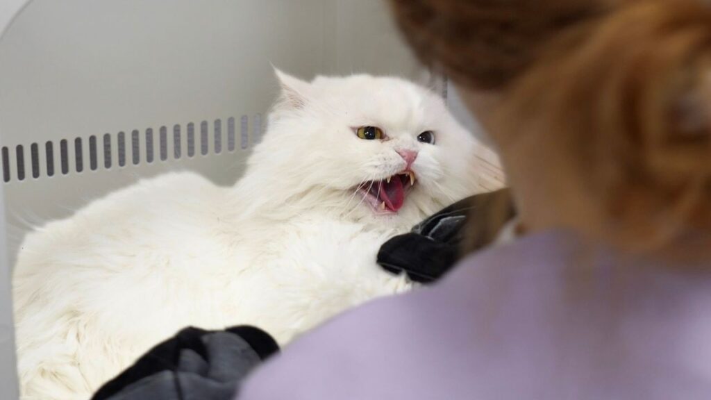 A fluffy white Persian cat kisses angrily at a woman.
