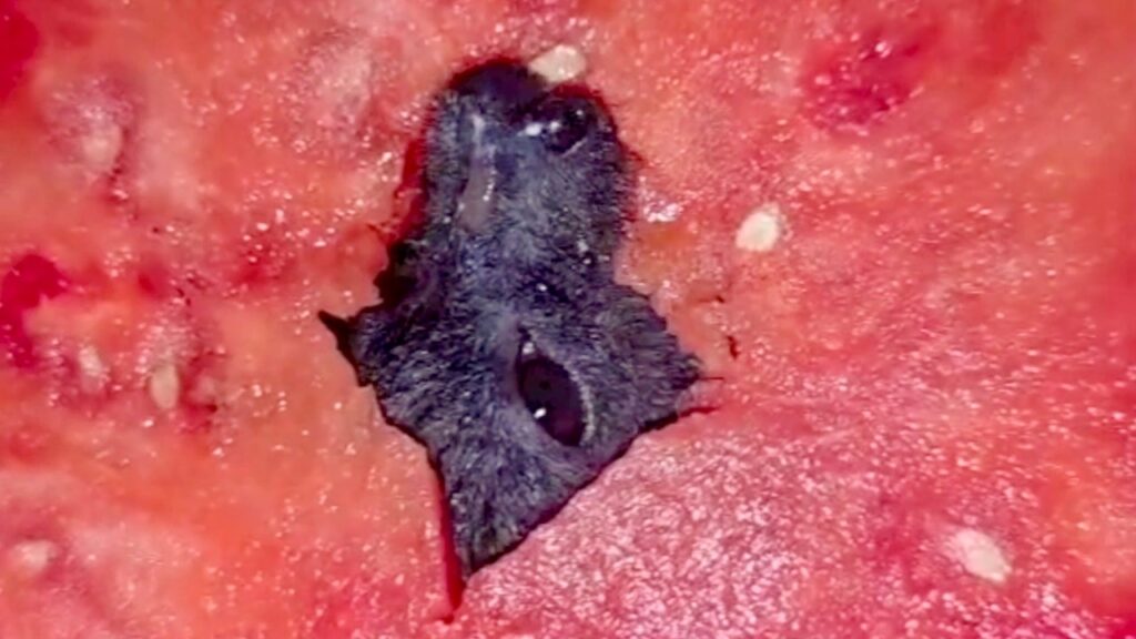 the face of a bat as it eats through the center of a watermelon slice.