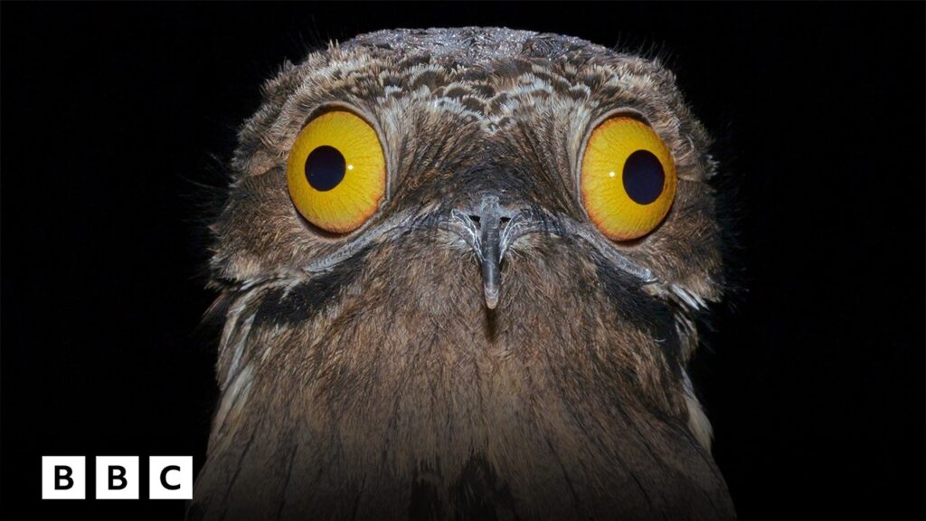 Close up of the face of a potoo, a rare bird with large bulging yellow eyes.