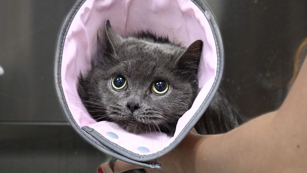 A cat with dark gray fur wears a pink cone around her neck and crouches down with a worried expression.