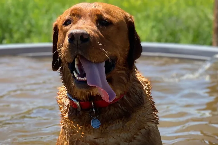 A dog sits in an outdoor pool