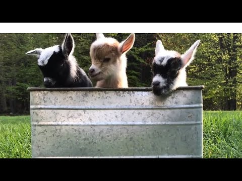 Three baby goats peek out from inside a metal washtub