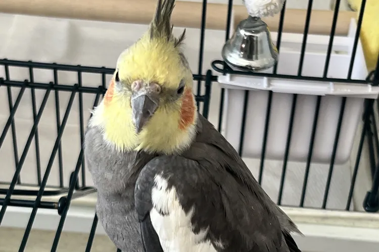 Cockatiel 