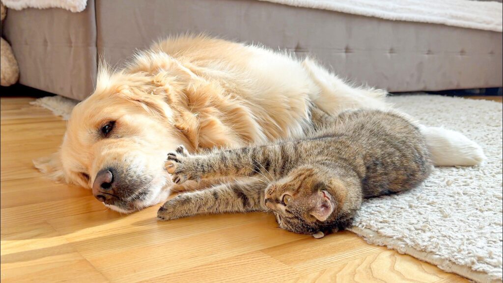 A Golden retriever dog and a house cat lie together on the floor