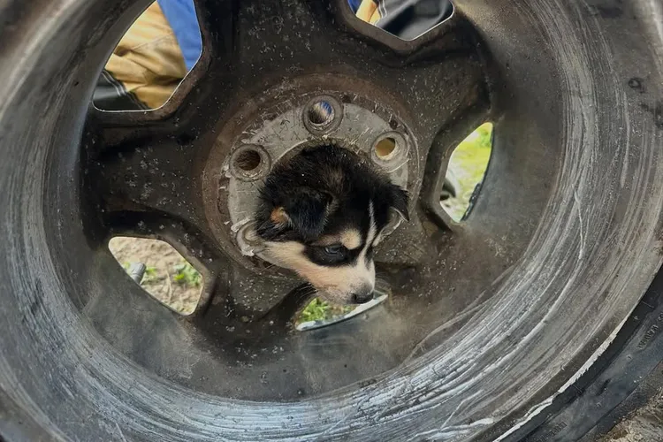 A puppy peeks its head through a large auto wheel