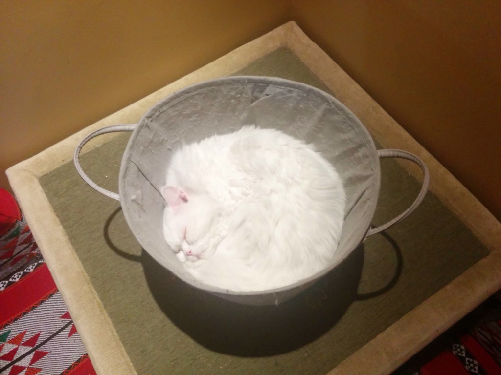 A cat with pure white fur curls up inside a basket, looking almost like a bucket of flour.