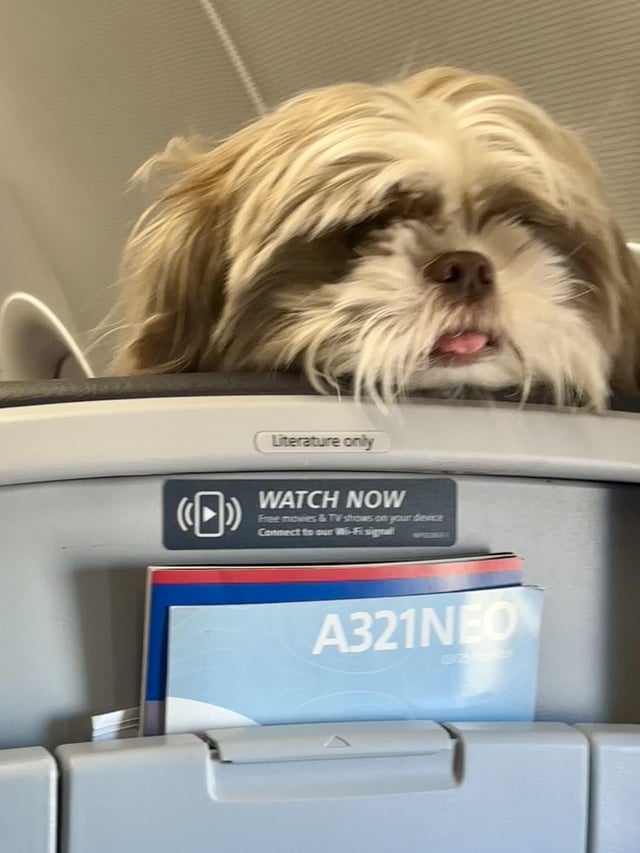 A small dog looks over the edge of a seat on a passenger airliner, its tongue slightly pointing out